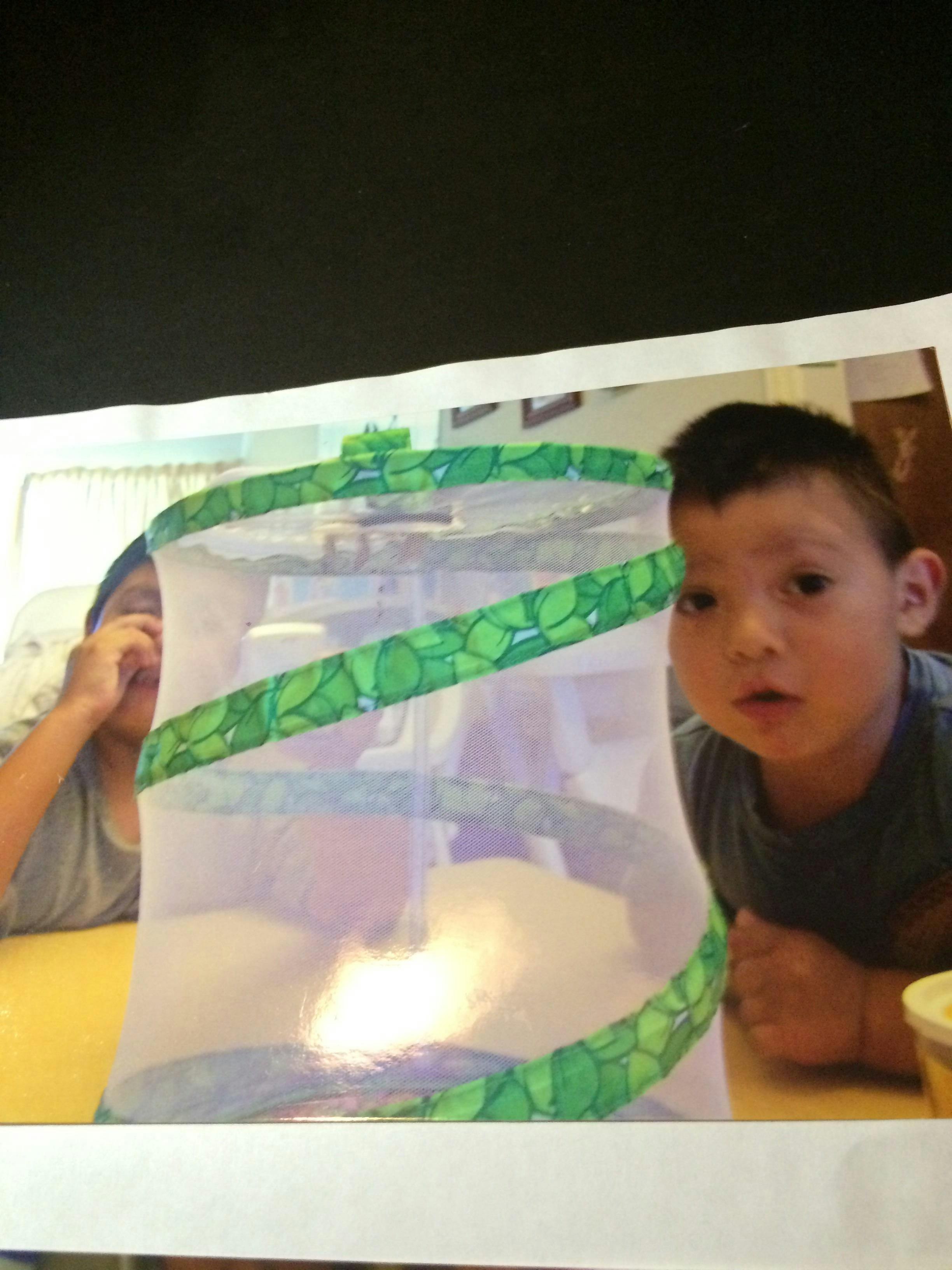 Two children looking at a mesh butterfly habitat