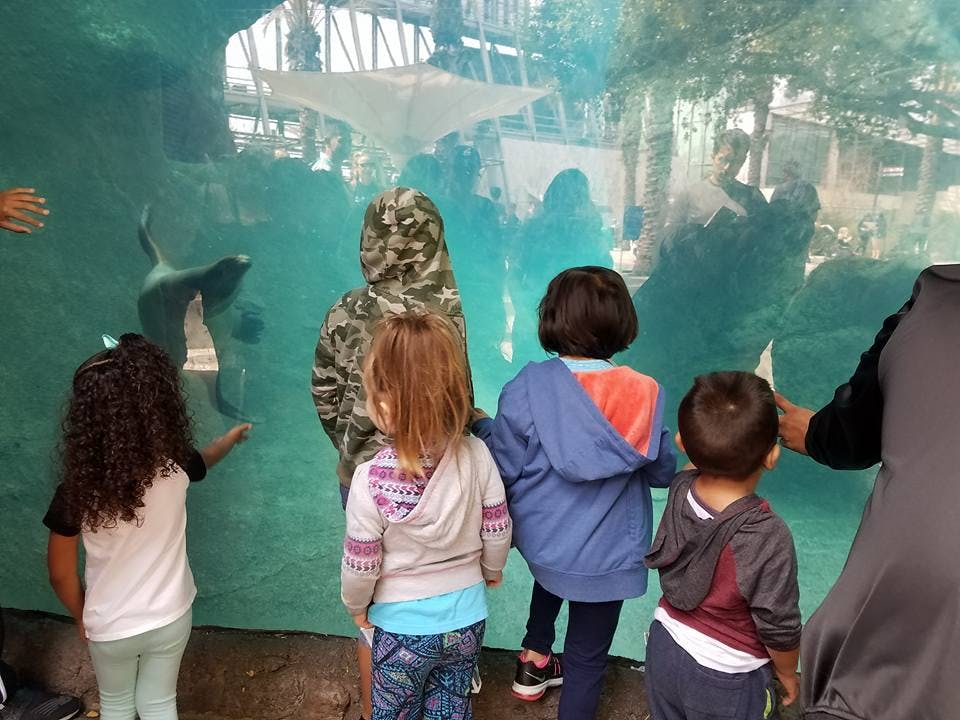 Children looking at a seal through an aquarium glass
