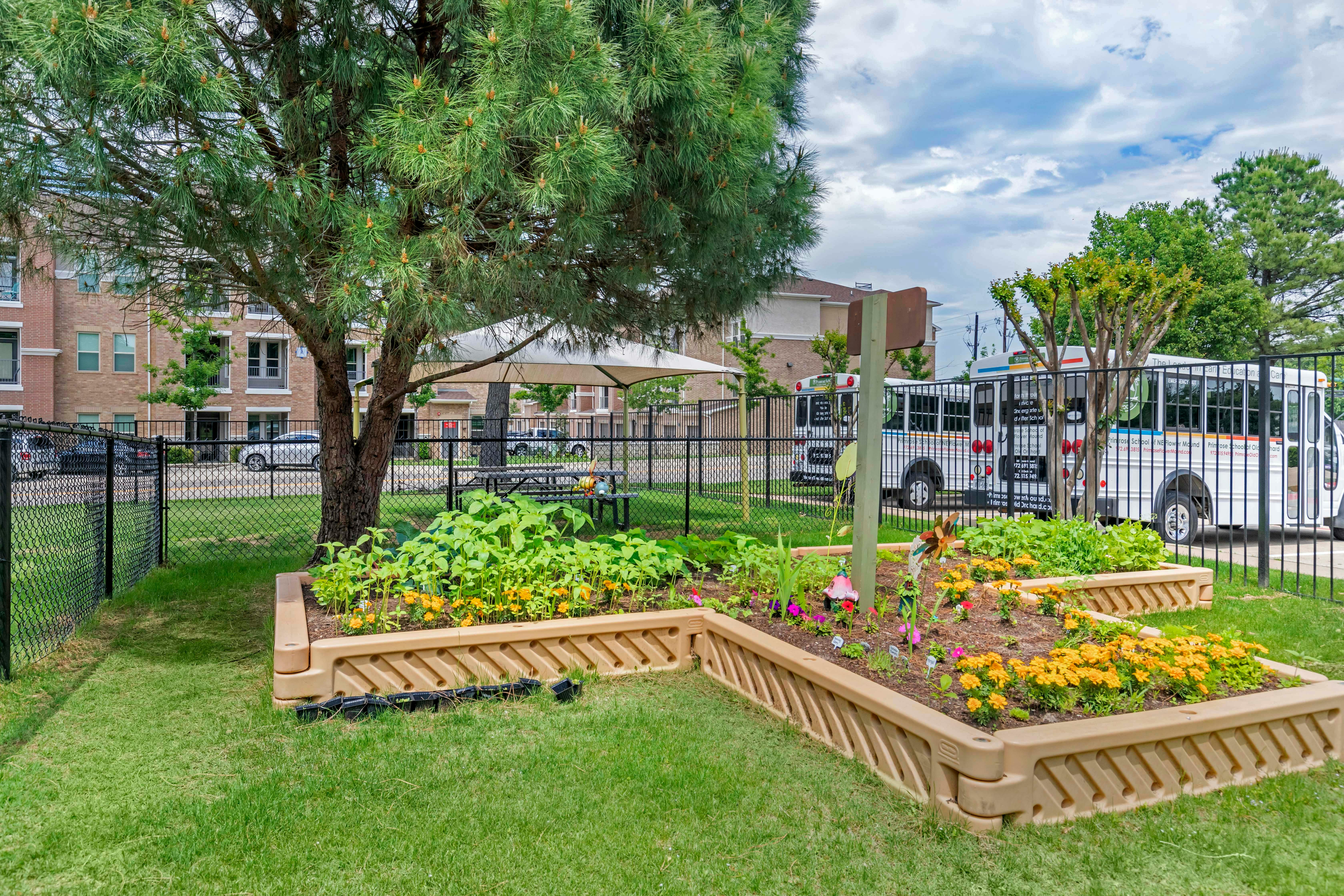 Raised garden beds with plants and flowers, under a pine tree with a canopy