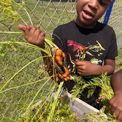 Child holding freshly harvested carrots with green tops