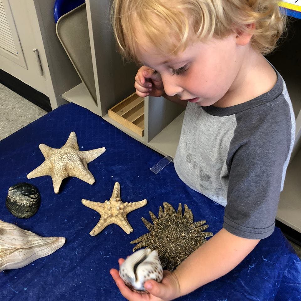 Child holding a seashell and looking at starfish and other sea objects