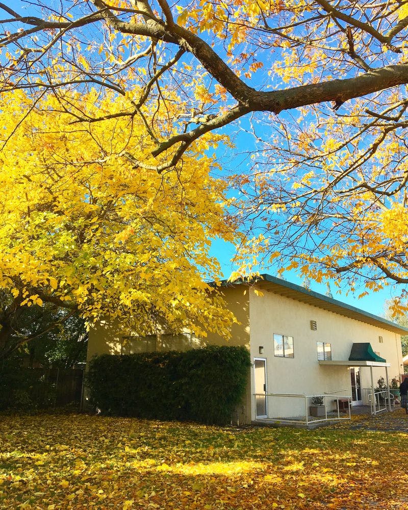 Building with yellow autumn leaves and blue sky