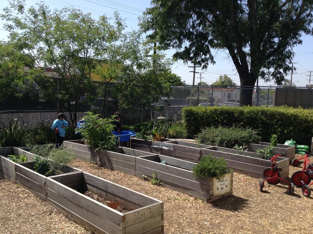 Person in a garden with raised planter beds