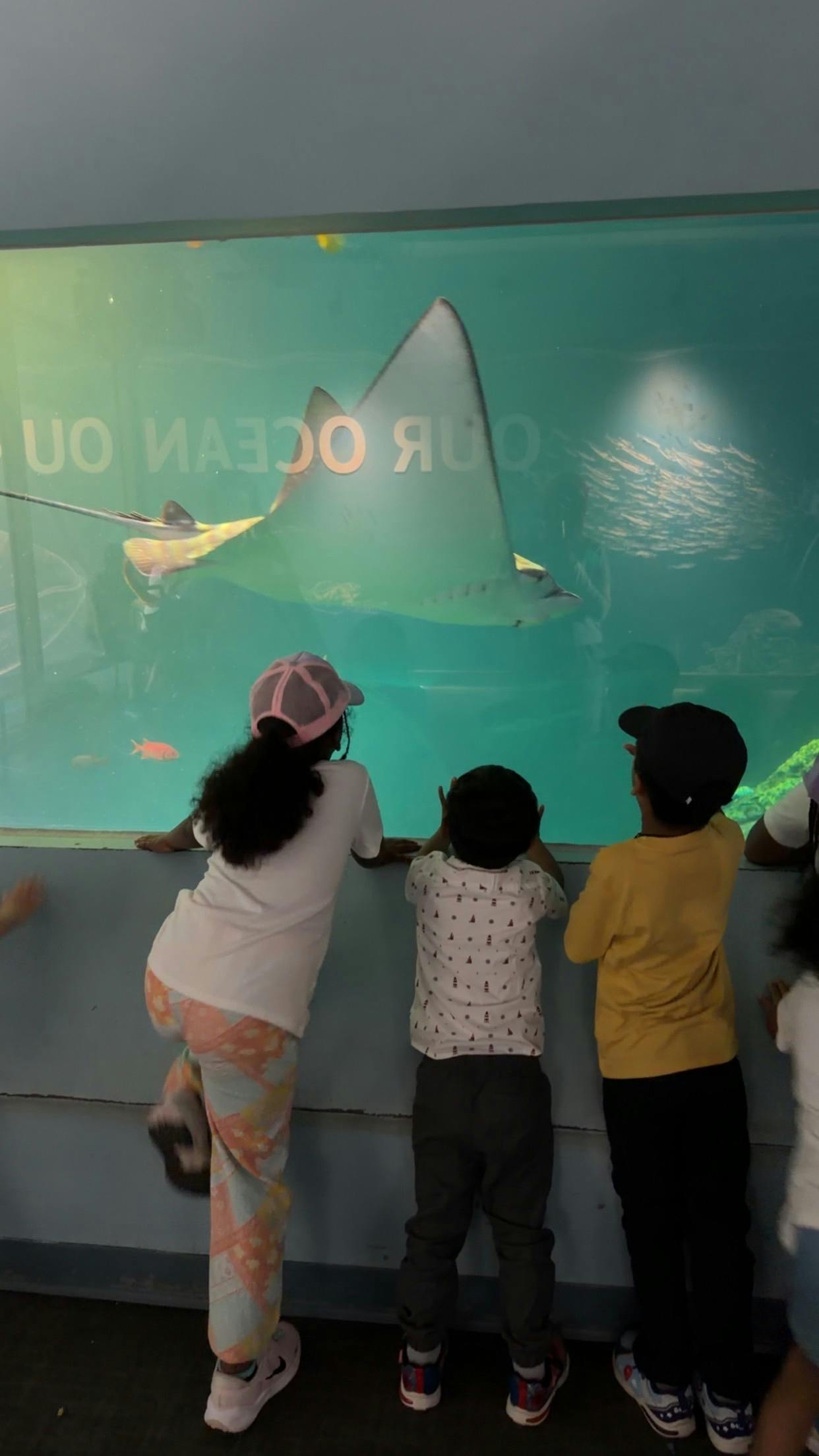 Children looking at a stingray swimming in a large aquarium tank