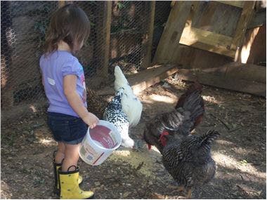 Child holding a bucket and feeding chickens