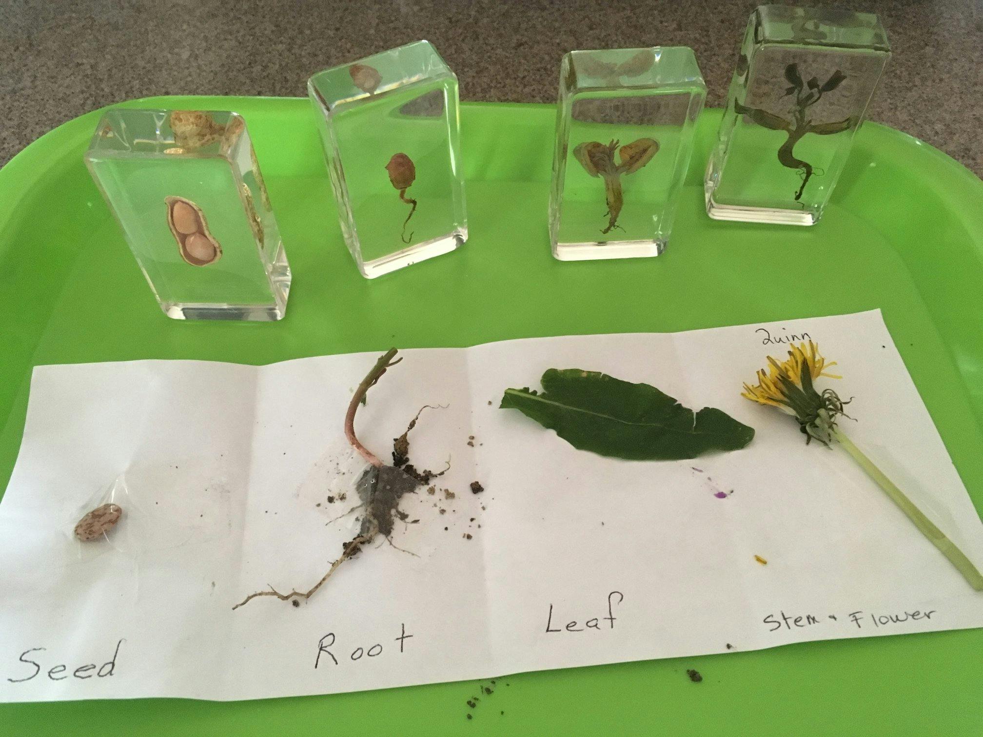Plant life cycle display with seed, root, leaf, and stem with flower