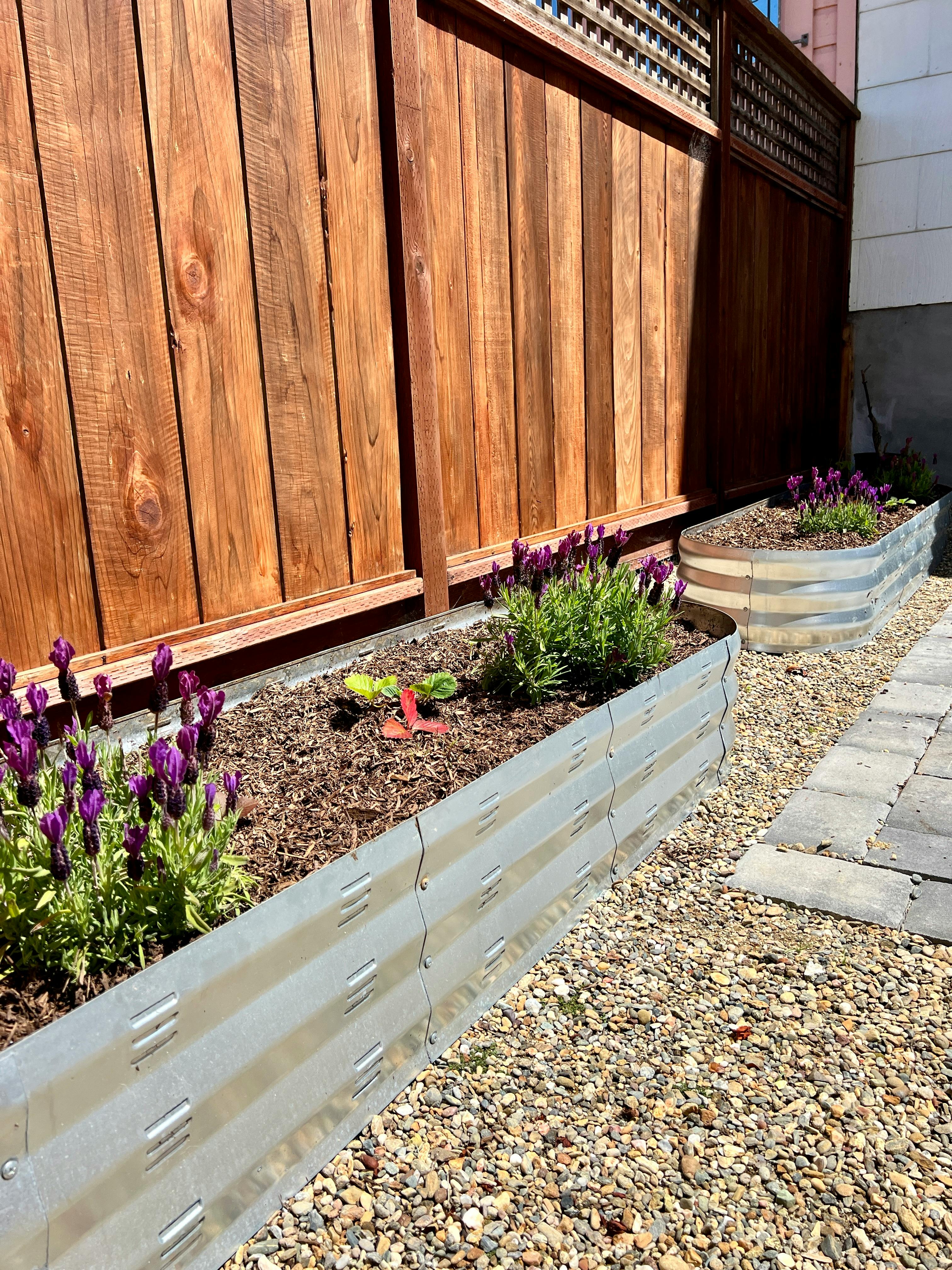Raised garden beds with purple flowers next to a wooden fence