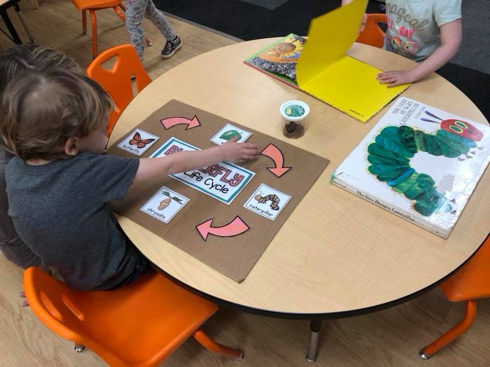 Child interacting with a butterfly life cycle activity board