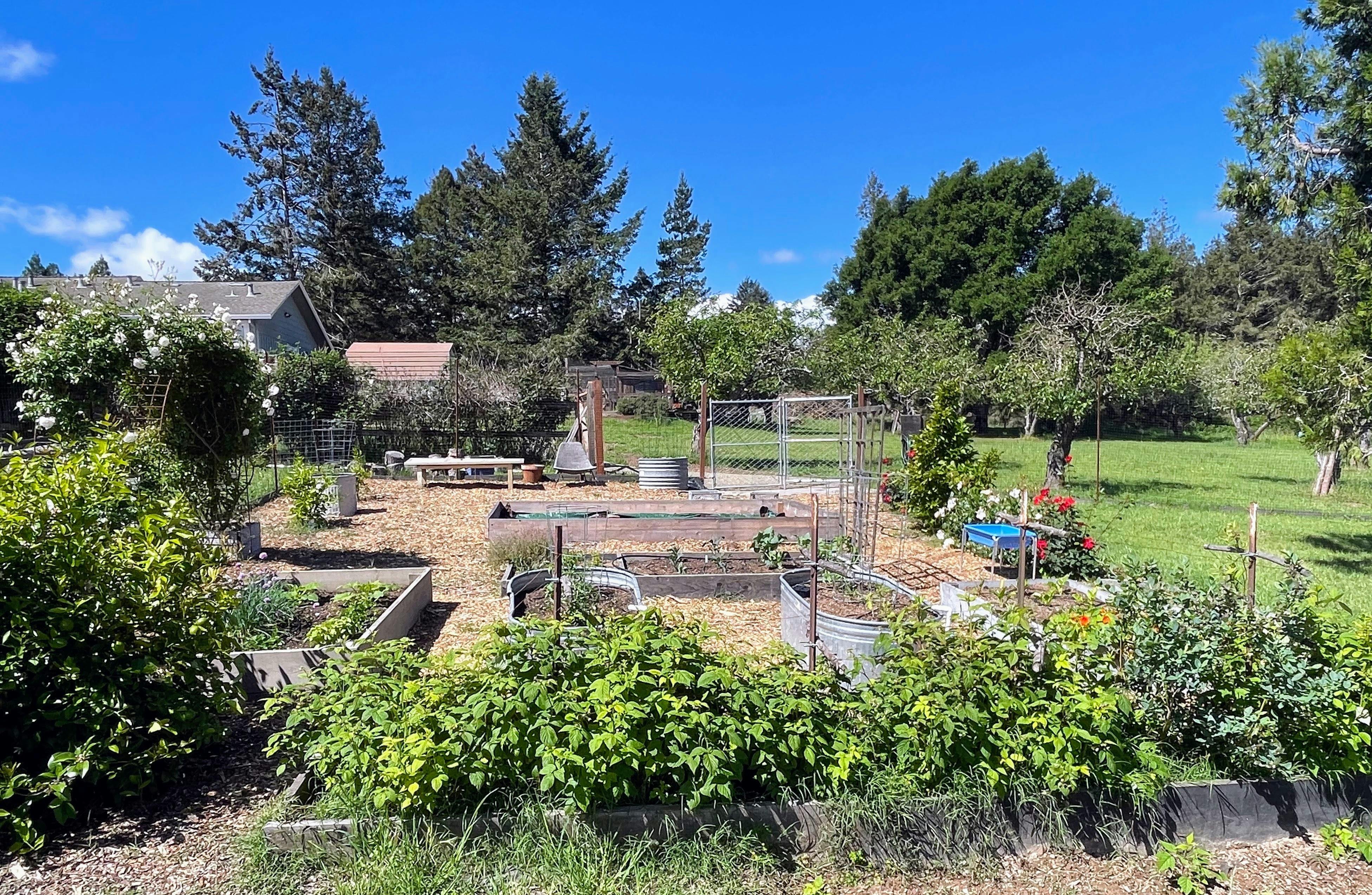 Raised garden beds with plants and wood chip paths in a backyard