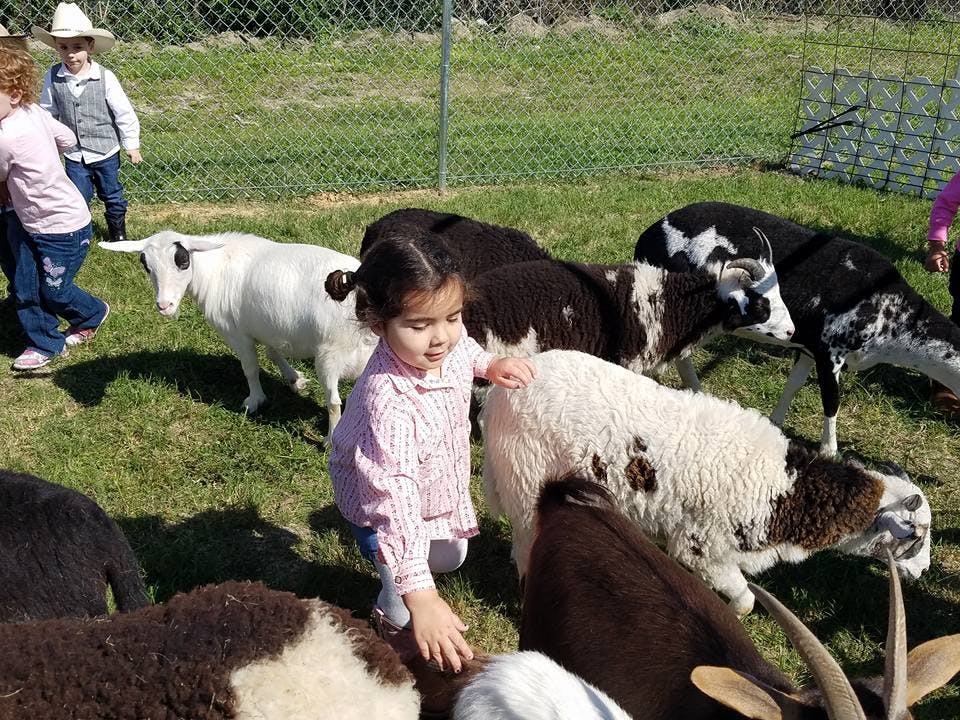 Child petting a sheep in a pen with other sheep and goats