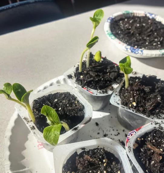 Seedlings growing in small containers