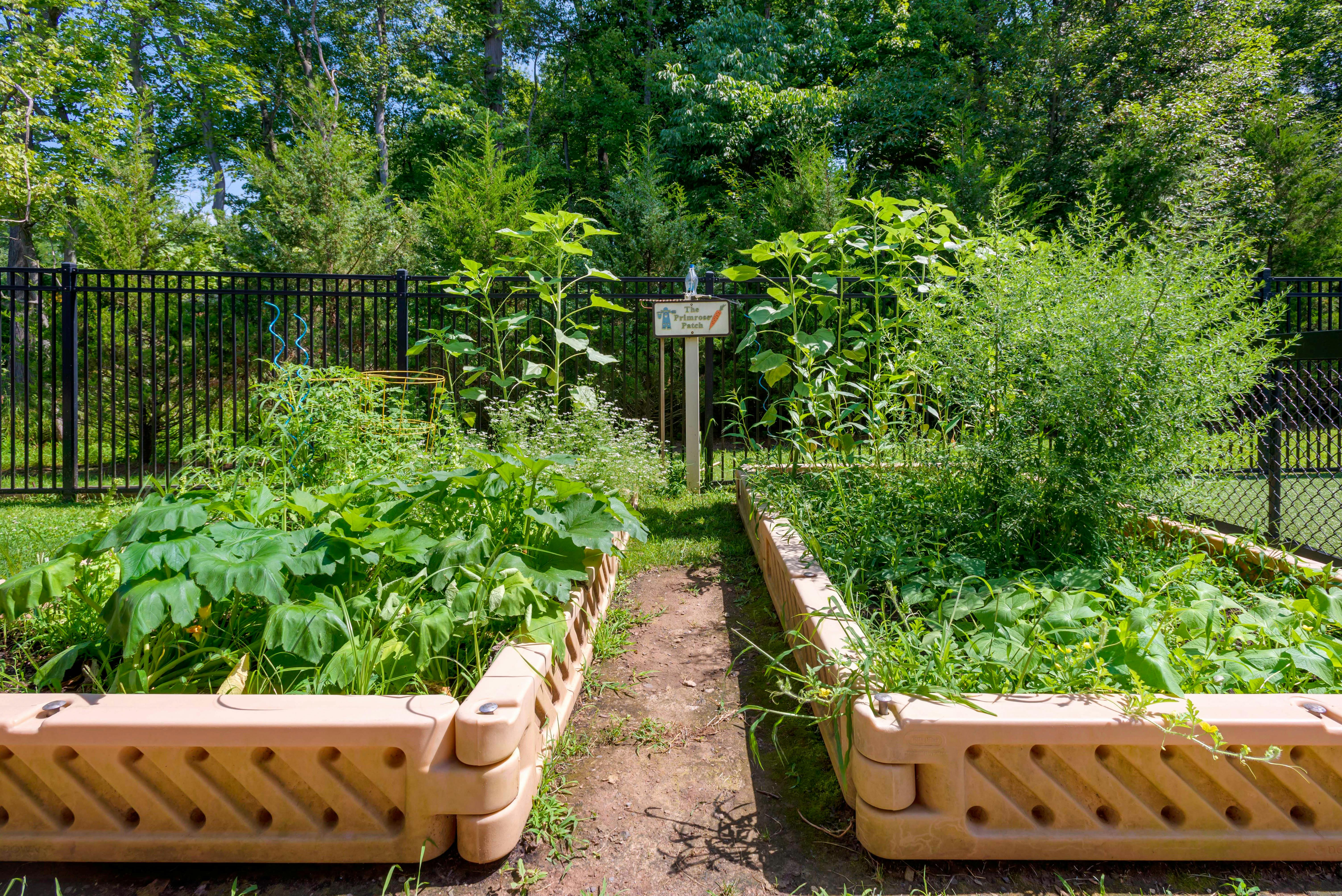 Raised garden beds with green plants and a sign saying "The Primrose Patch"