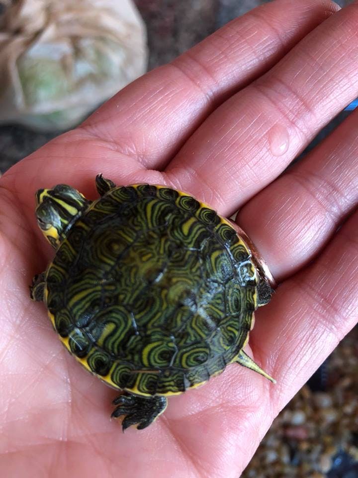 Small turtle with a patterned shell in a person's hand