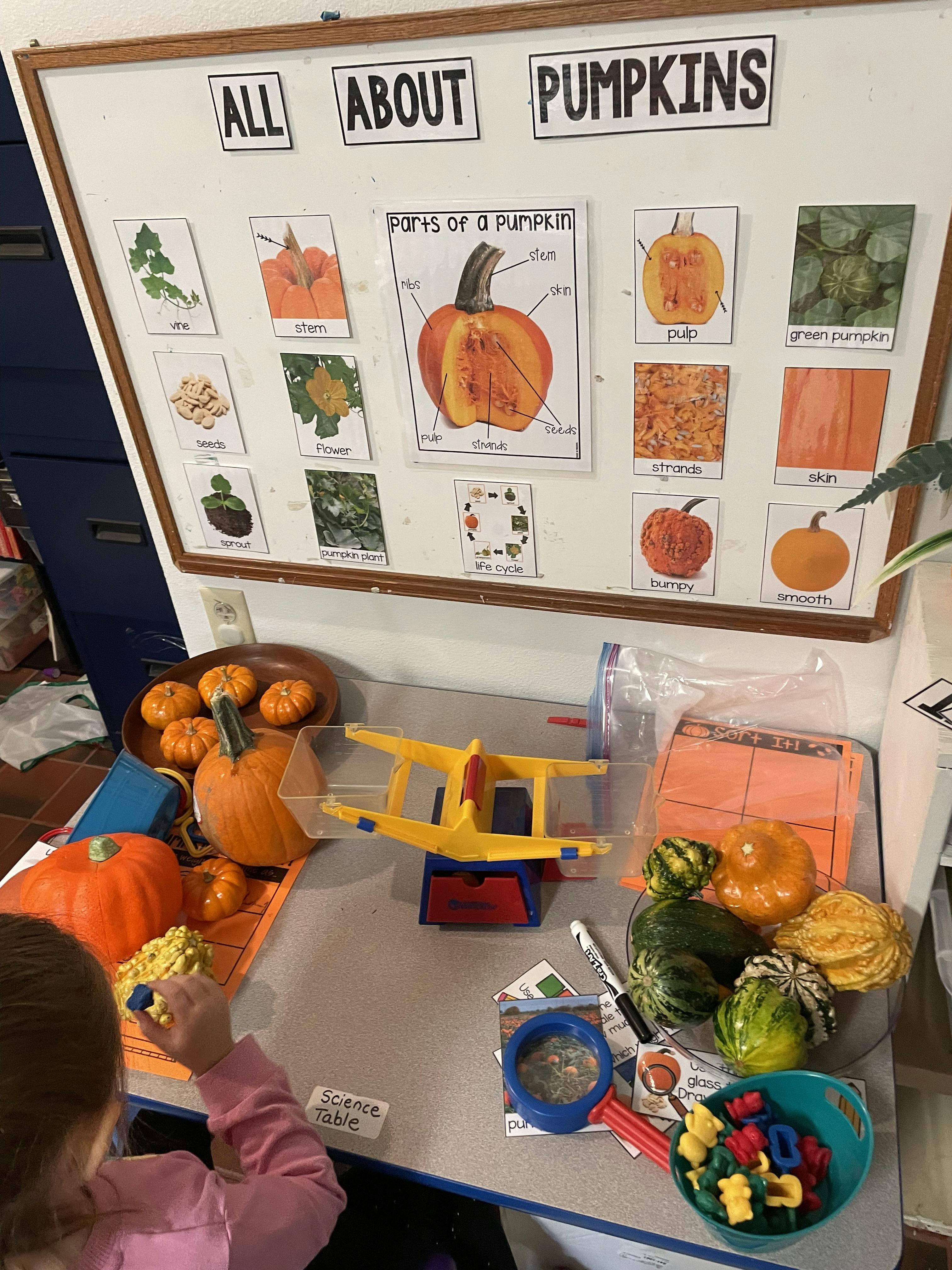 Child at a science table exploring pumpkins with a scale and learning chart