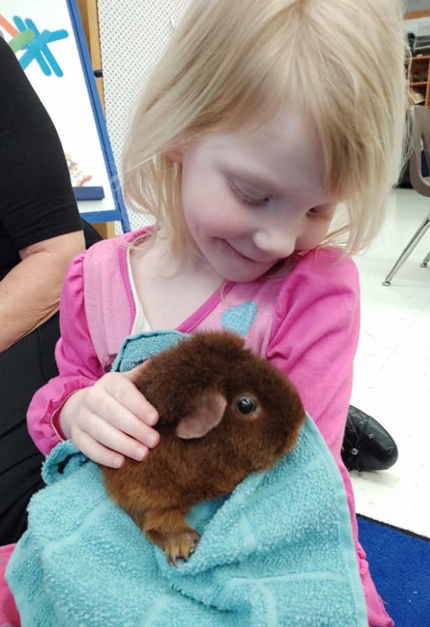Child holding a guinea pig wrapped in a blue towel