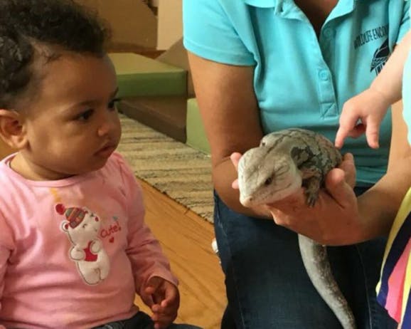 Child looking at a lizard held by a person