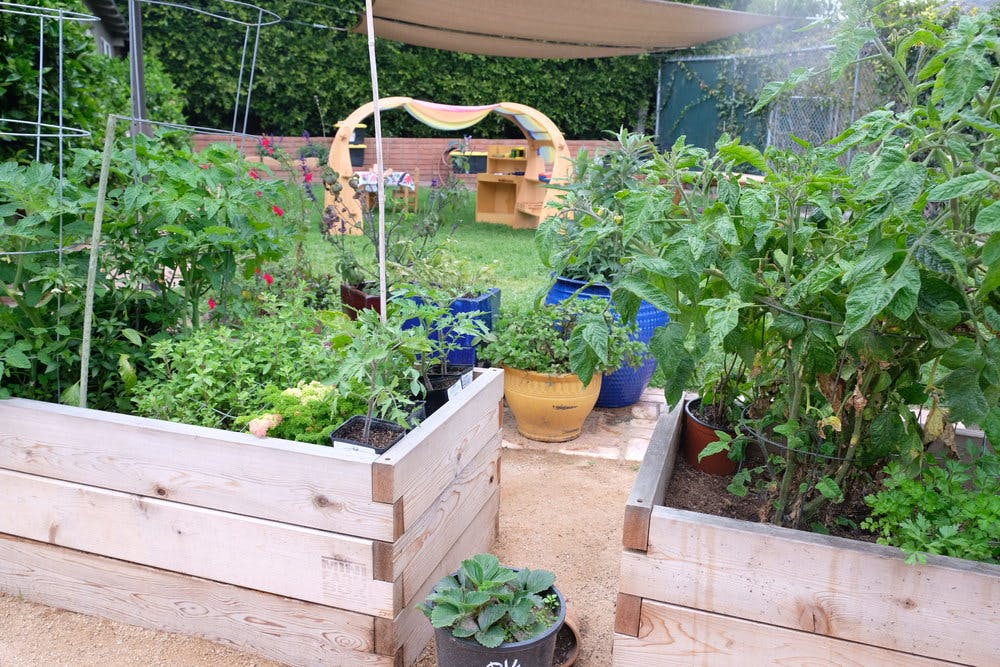 Raised garden beds with various plants and pots in a backyard