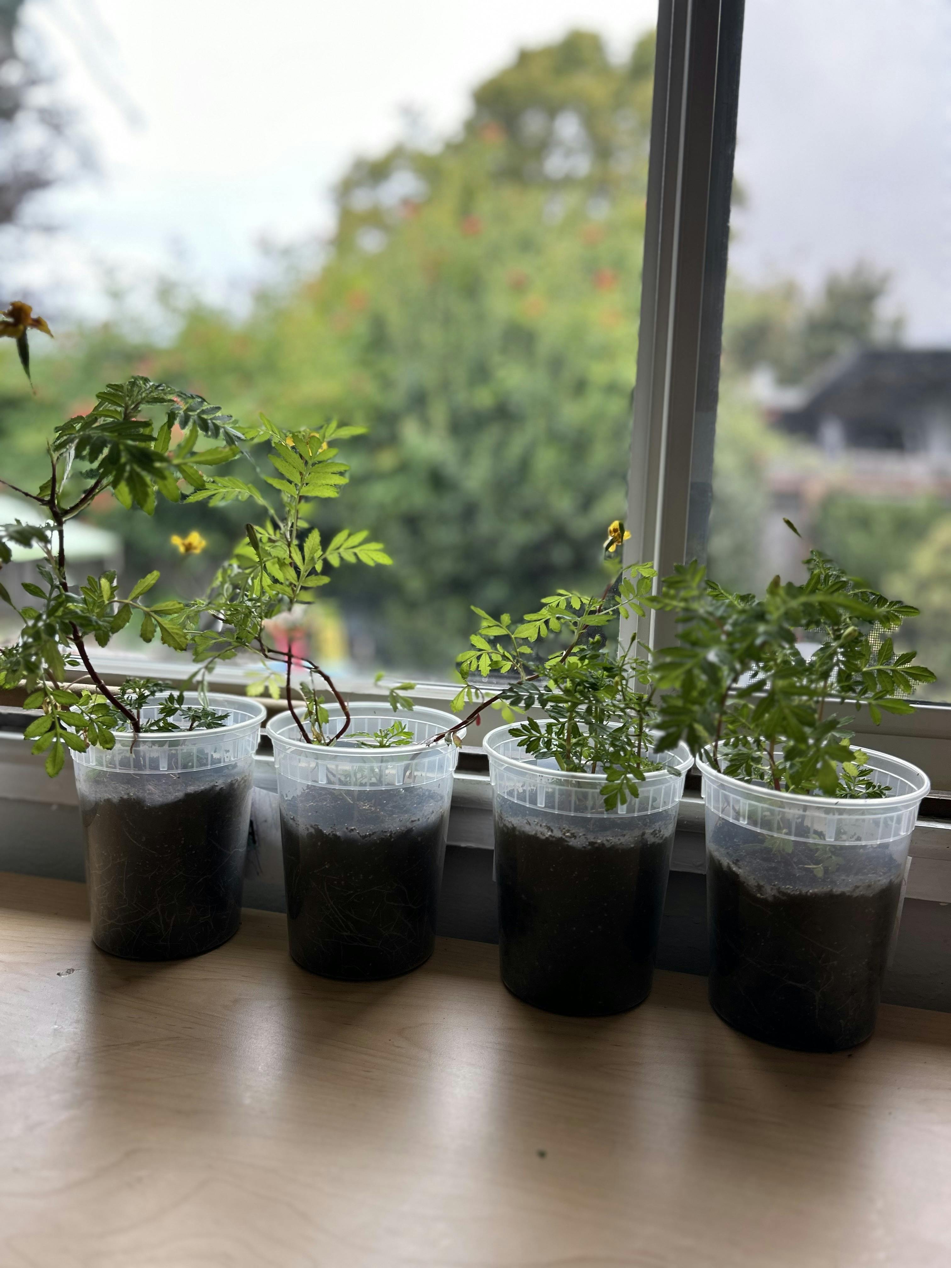 Small potted plants in clear plastic cups sitting on a windowsill