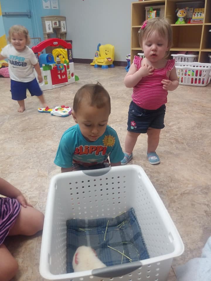 Child looking into a basket with a small animal inside