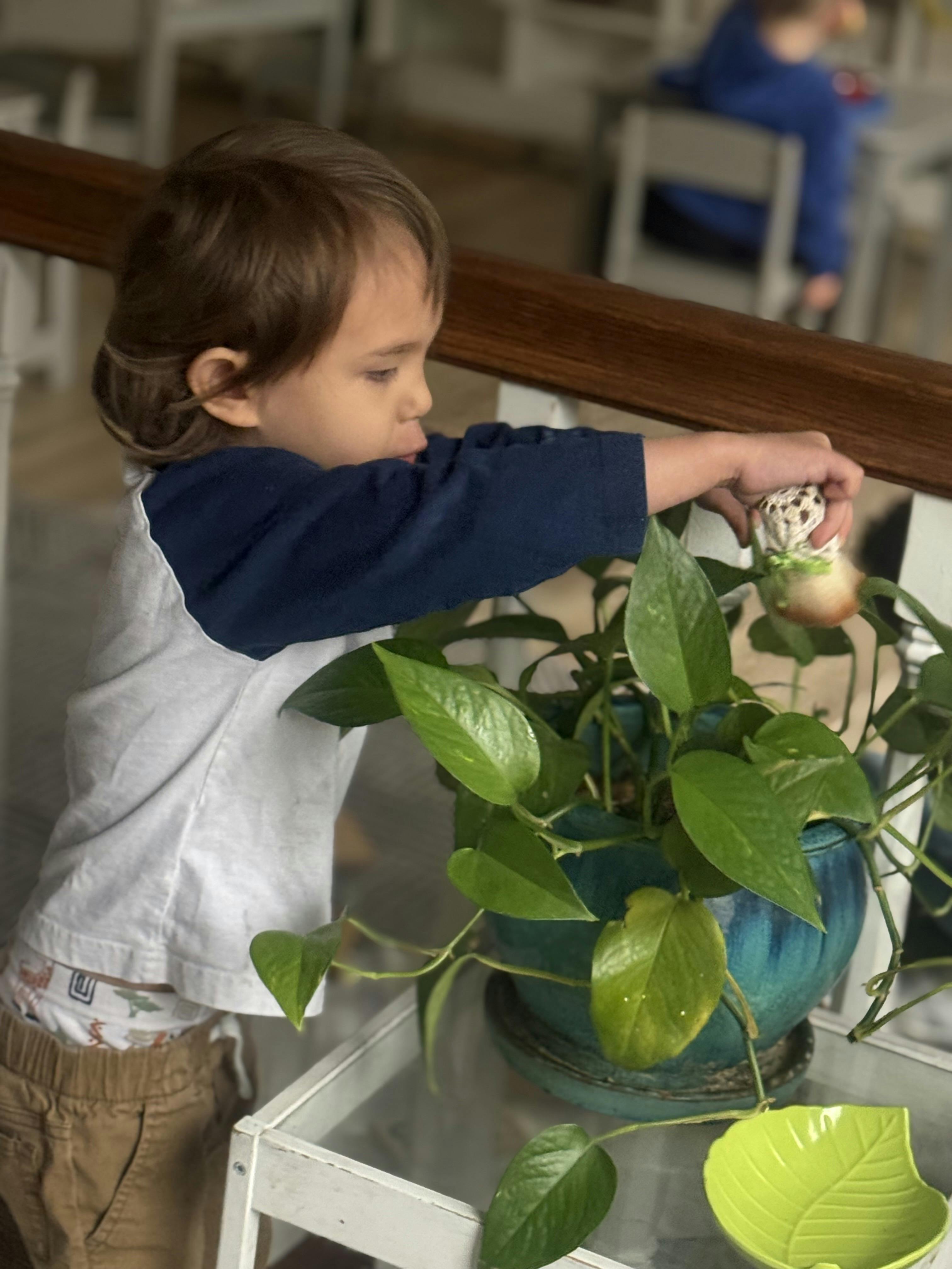 Child reaching for a leaf of a potted plant