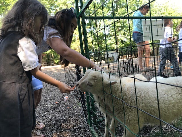 Two people feeding a sheep through a fence