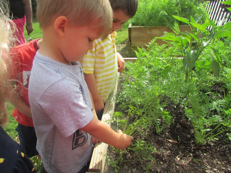 Child touching plants in a garden bed