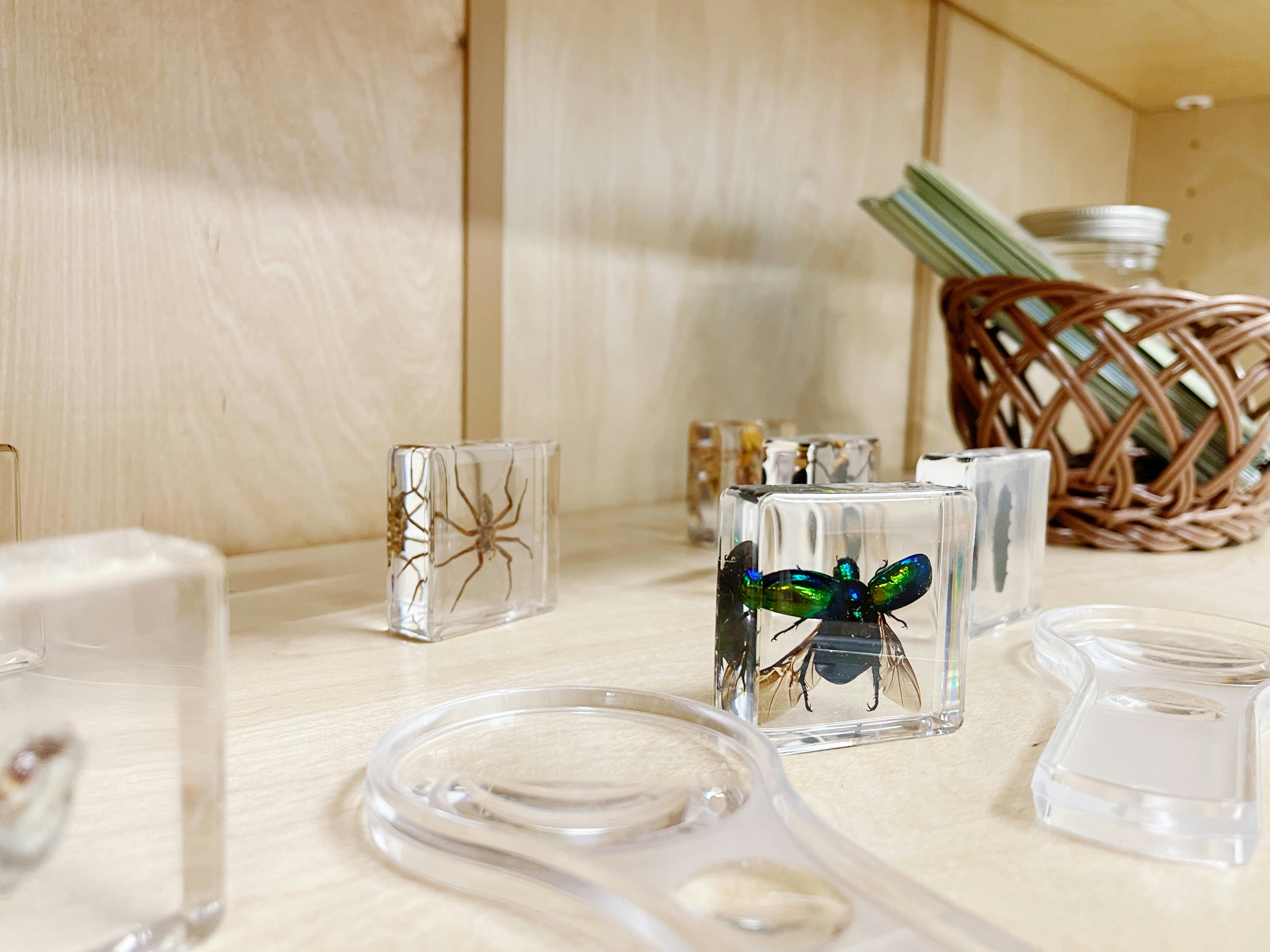 Insects and spiders preserved in clear blocks