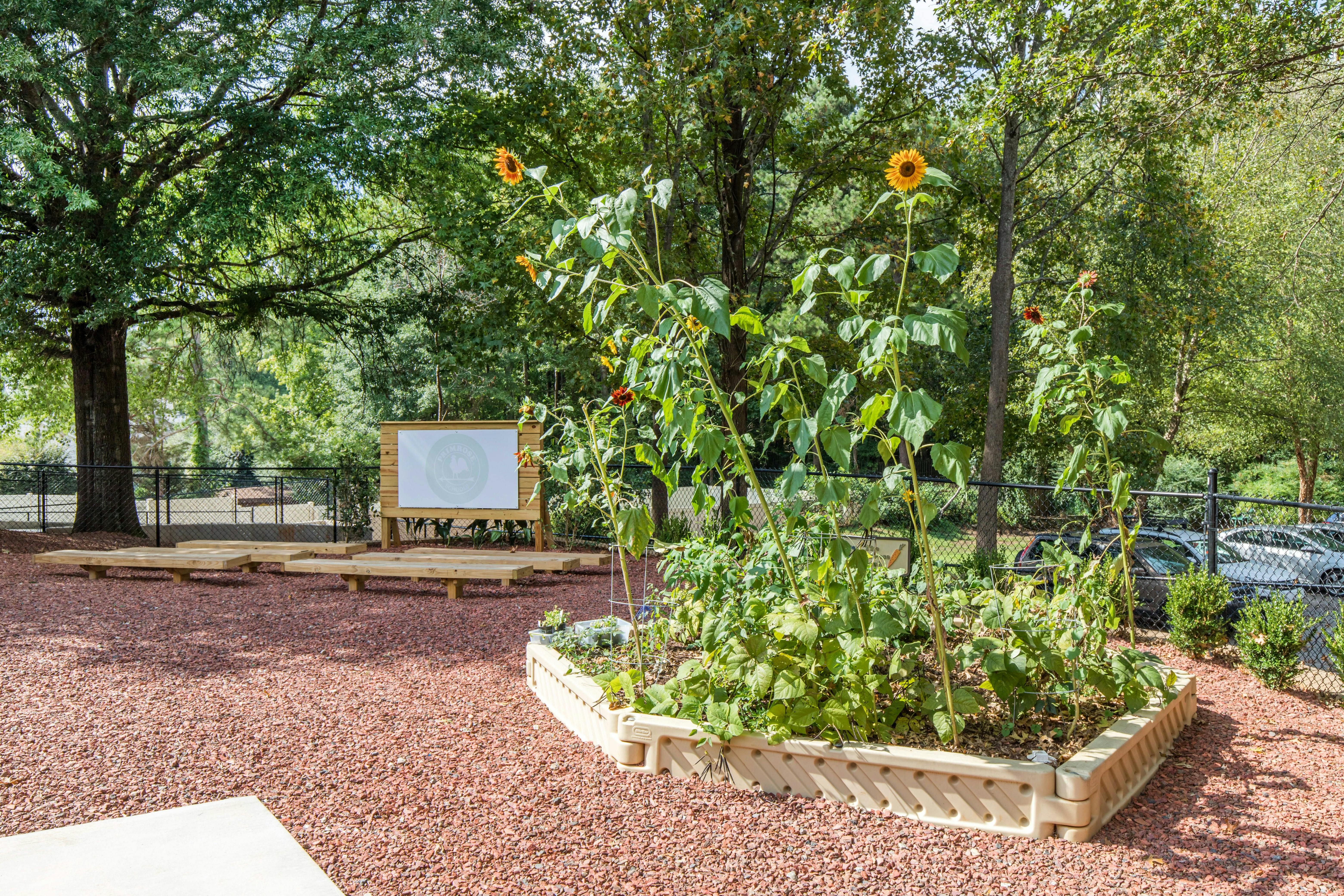 Outdoor garden with sunflowers, raised beds, benches, and a large whiteboard