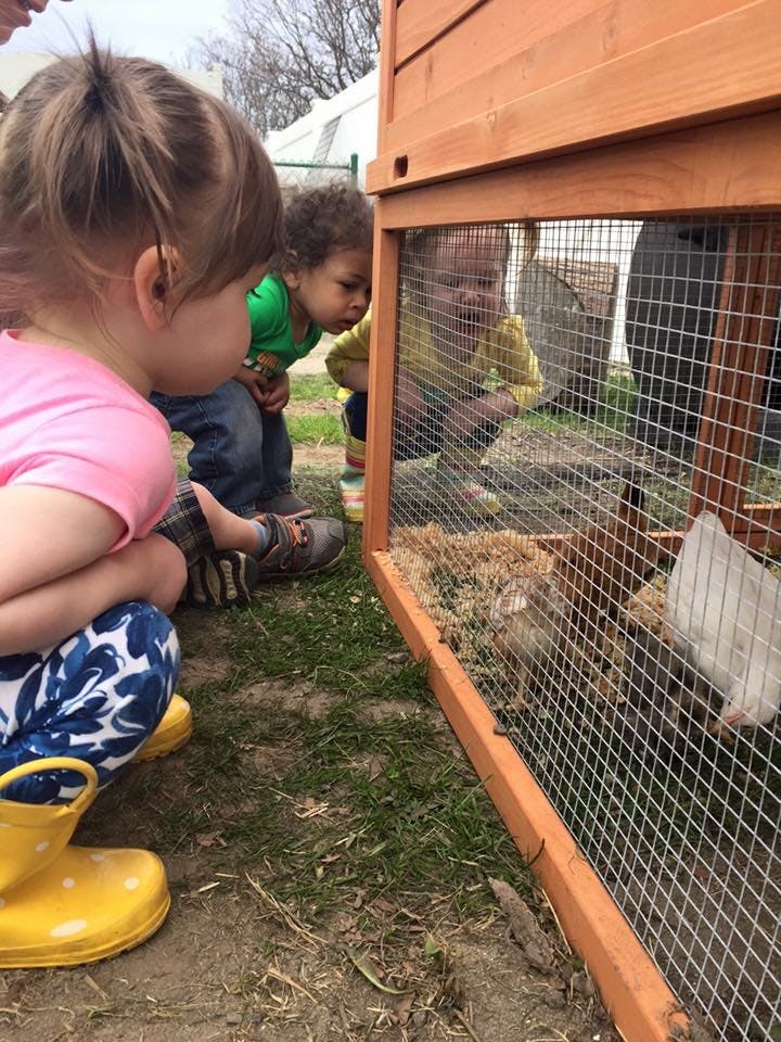 Children looking into a wire cage with animals inside