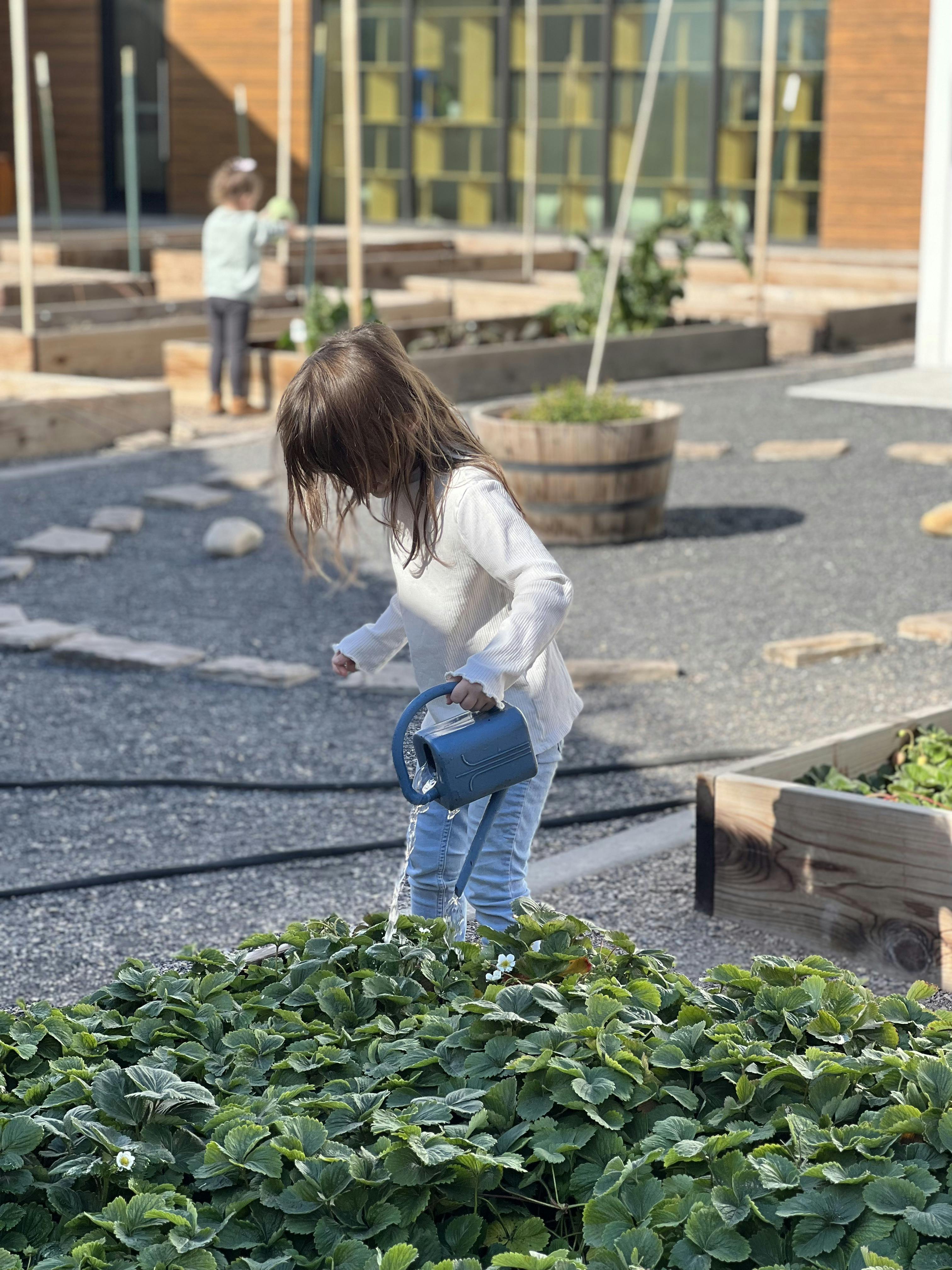 Child watering plants in a garden with a blue watering can