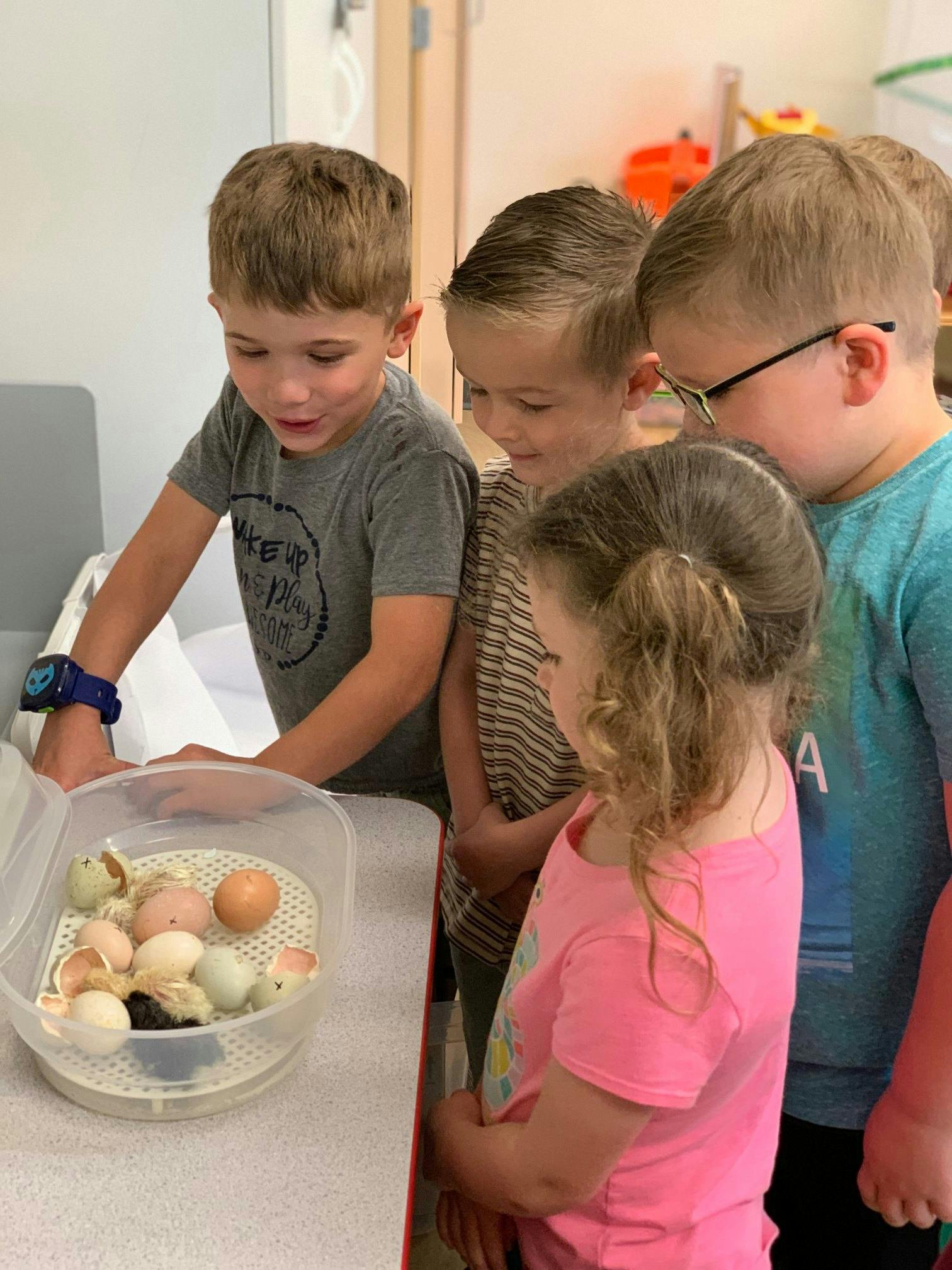 Children looking at eggs and chicks in an incubator