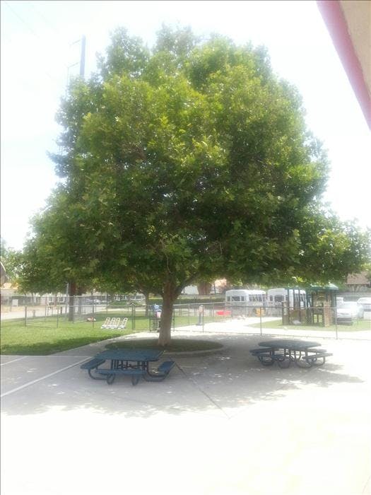 Large leafy tree shading two picnic tables on a paved area
