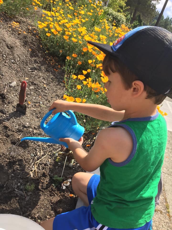 Child in a hat watering plants with a blue watering can