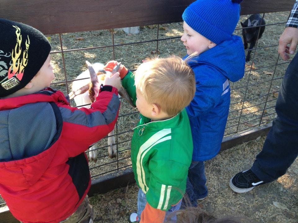 Children feeding an animal through a fence