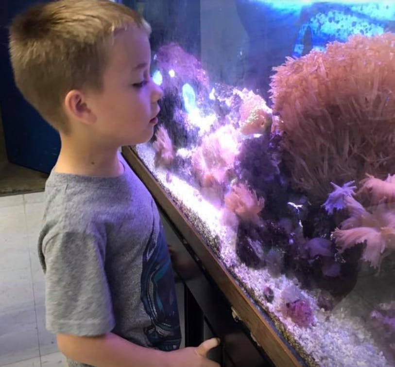 Child looking into an aquarium