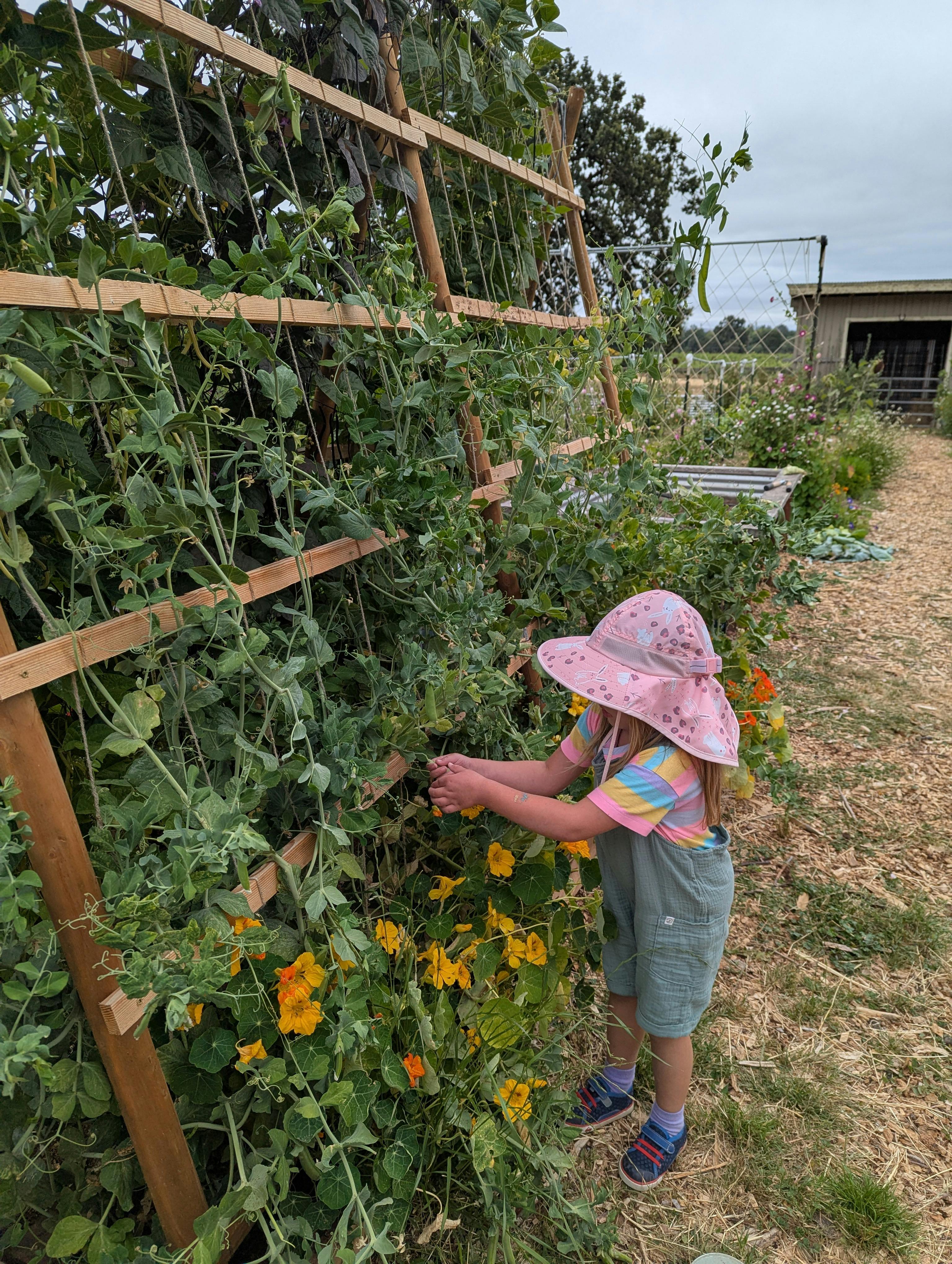 Child in a hat picking from a garden plant