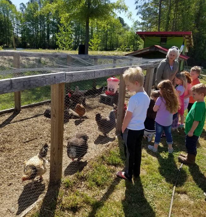 Adult and children looking at chickens in a fenced enclosure