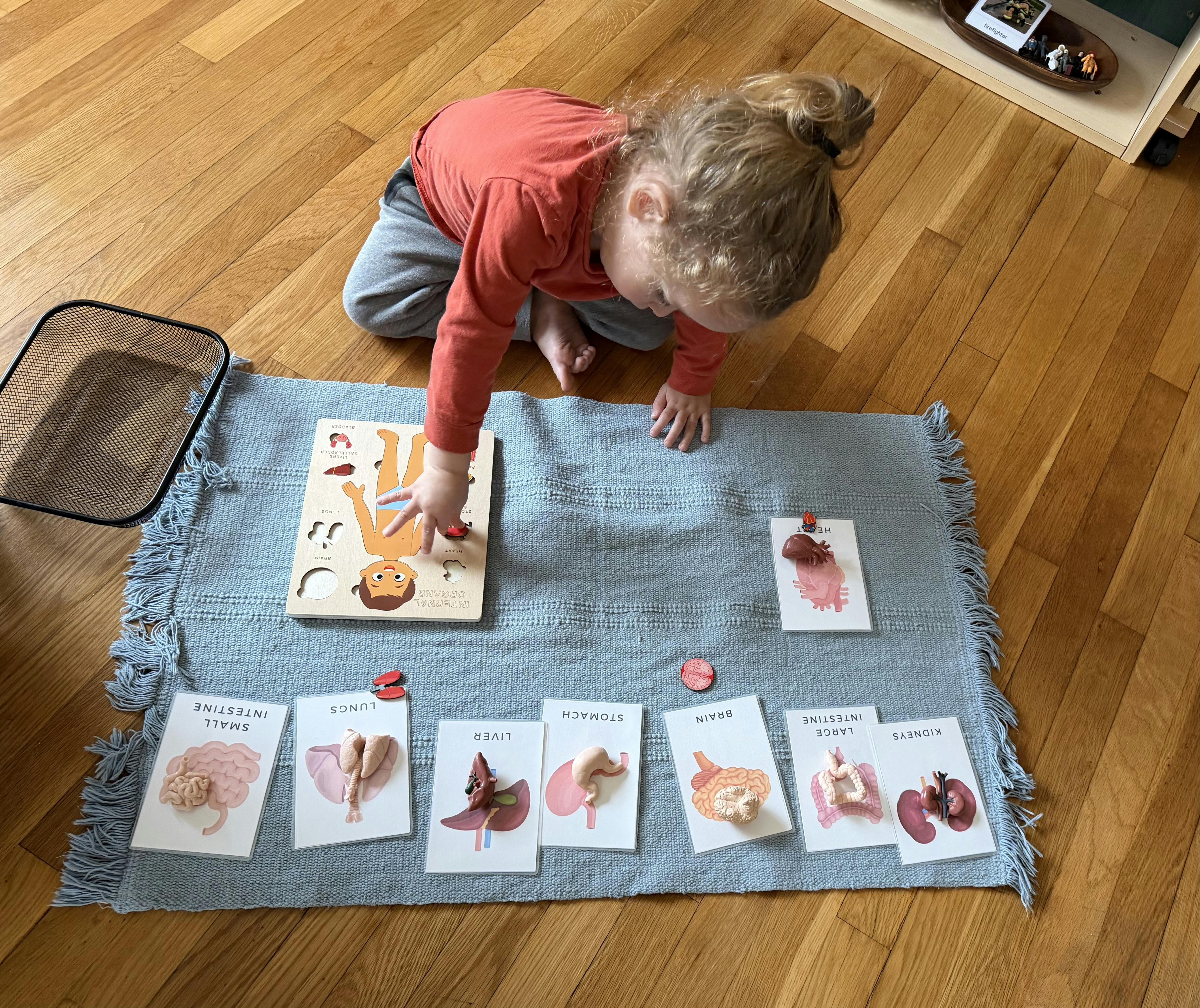 Child on floor playing with an internal organs puzzle and matching cards