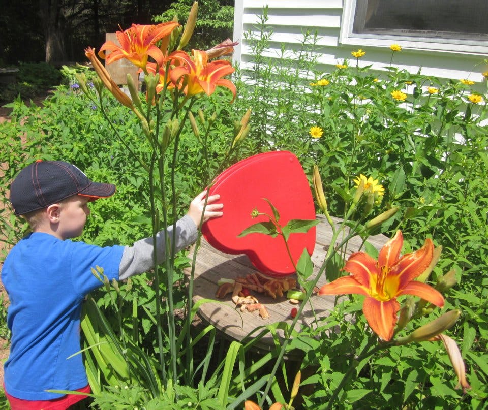 Child in a baseball cap placing a red heart-shaped object in a garden