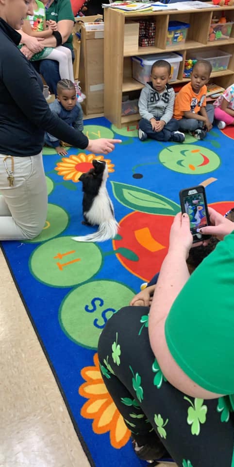 Person pointing at a skunk on a colorful rug with children watching
