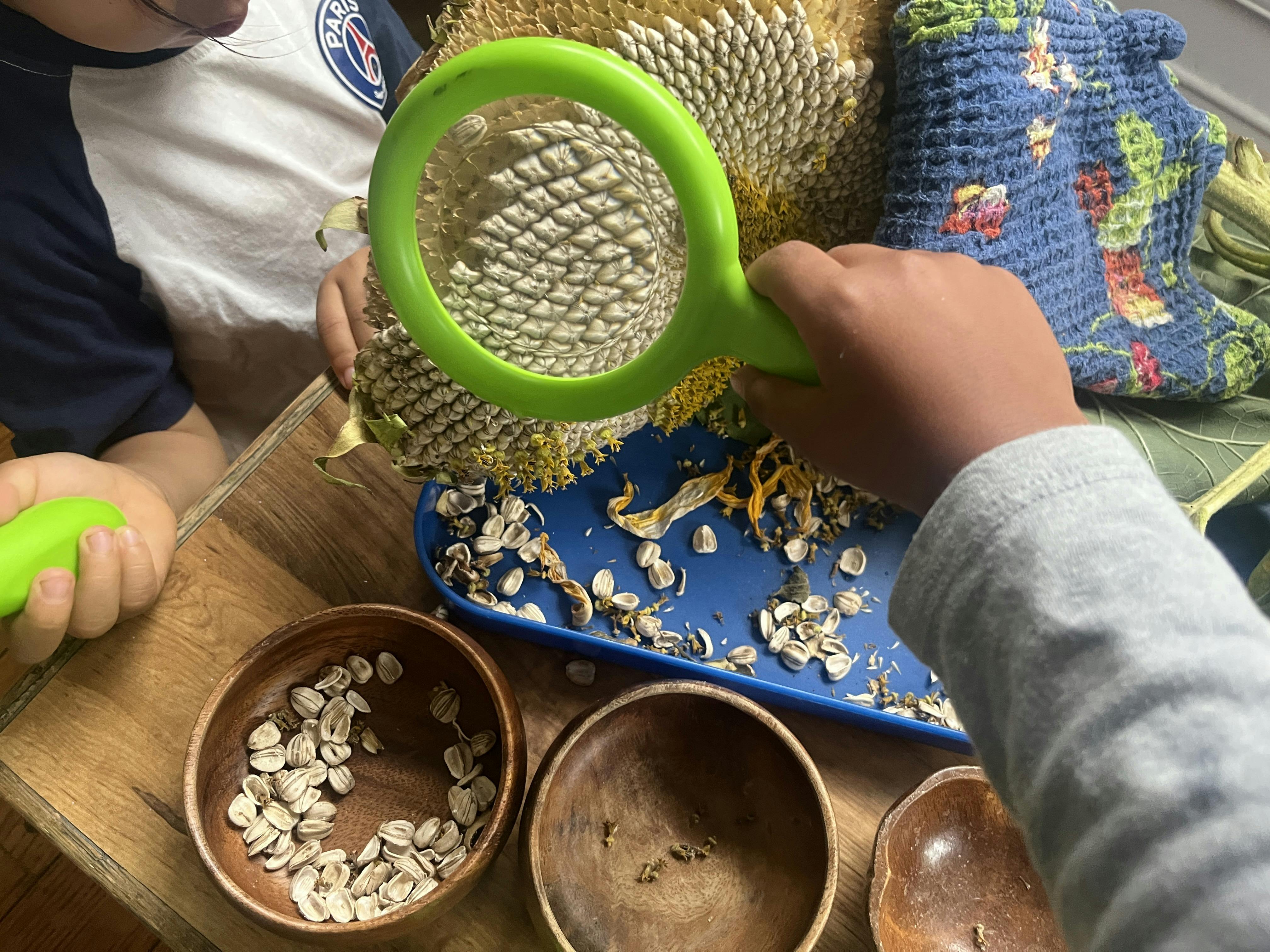 Child using a magnifying glass to examine sunflower seeds