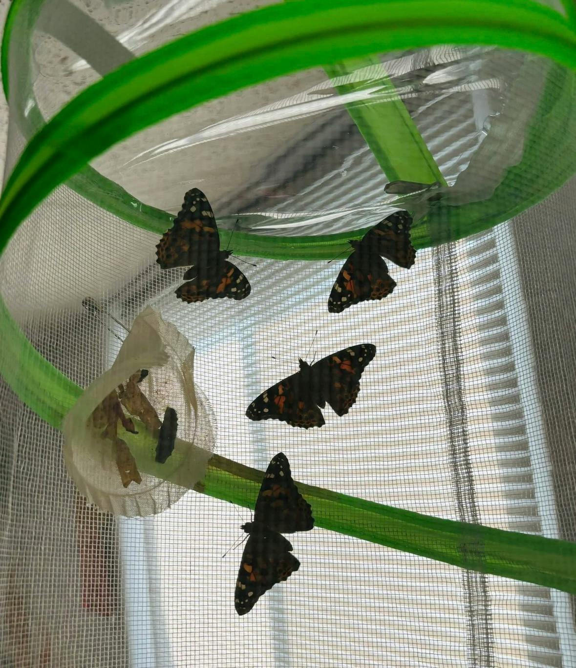 Four butterflies and chrysalises inside a mesh enclosure