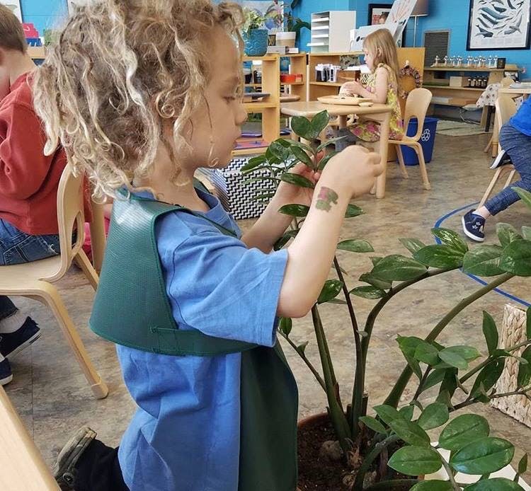Child in an apron tending to a plant in a classroom
