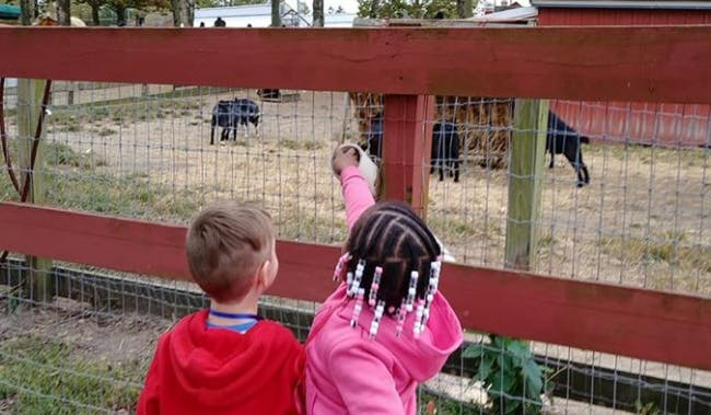 Two children looking at animals in a fenced enclosure