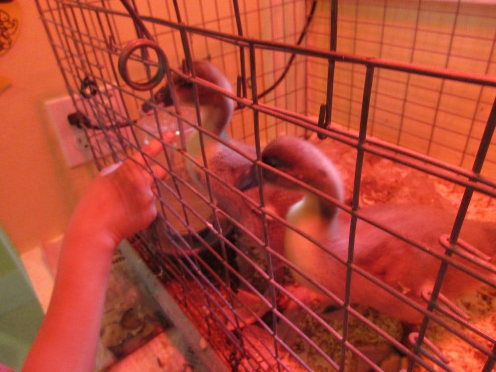 Child's hand reaching into a cage with two ducklings