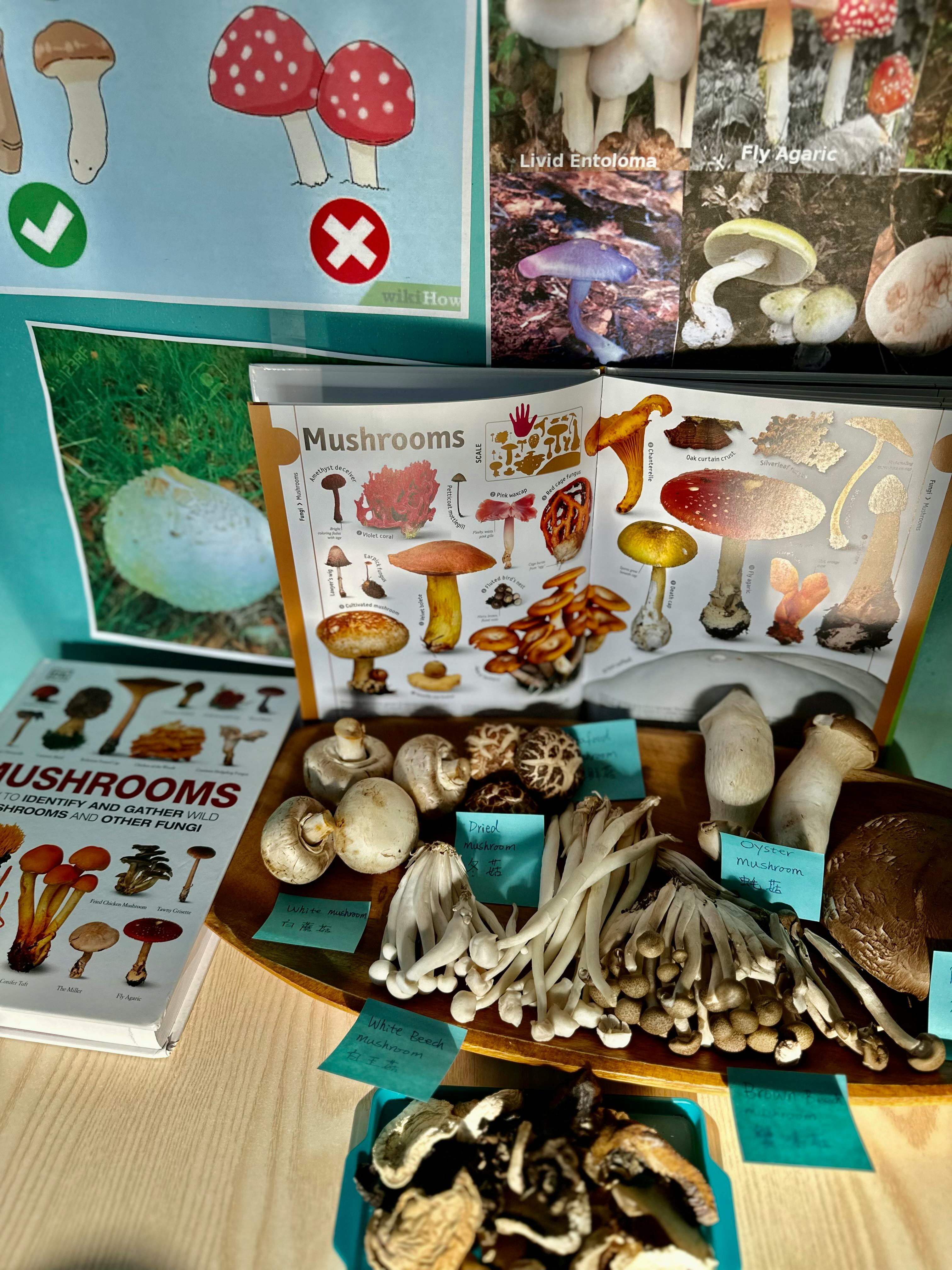 Mushroom display with various types of mushrooms, posters, and a book