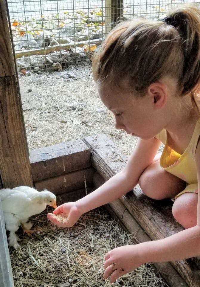 Child feeding a small white chicken from their hand