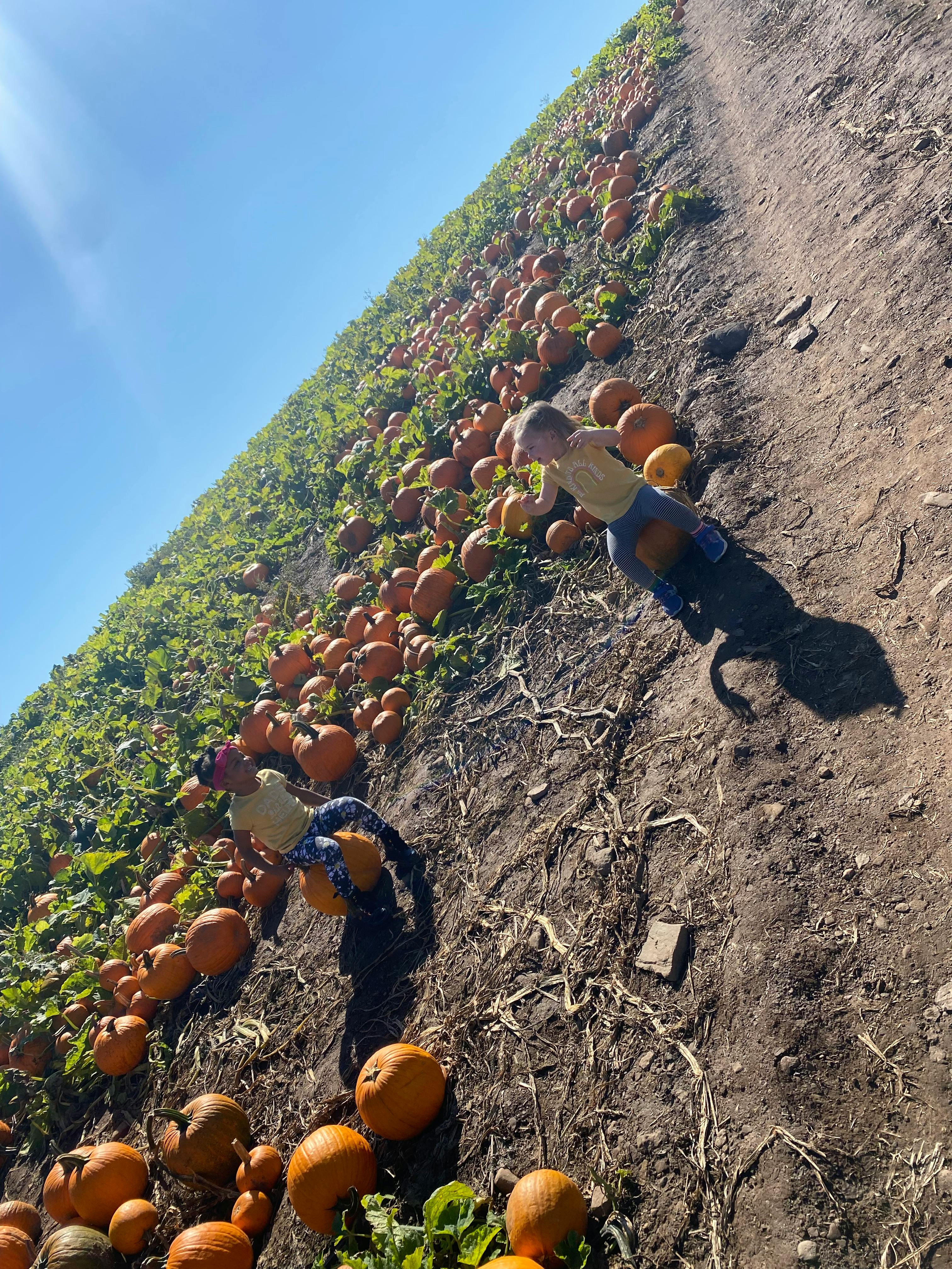 Child in a pumpkin patch