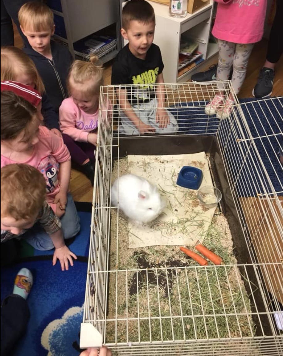 Children looking at a white rabbit in a cage