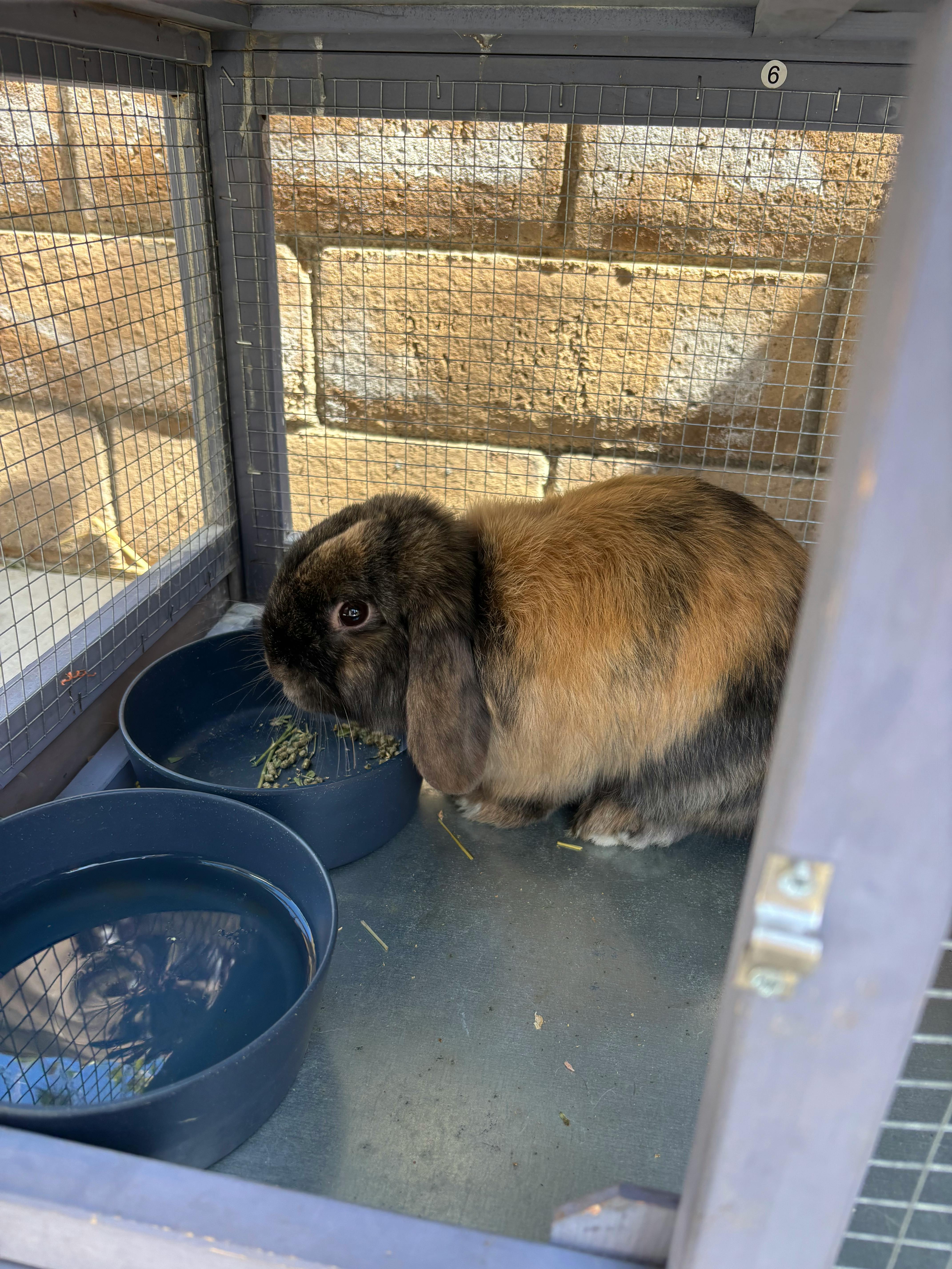 Rabbit eating from a bowl in a cage